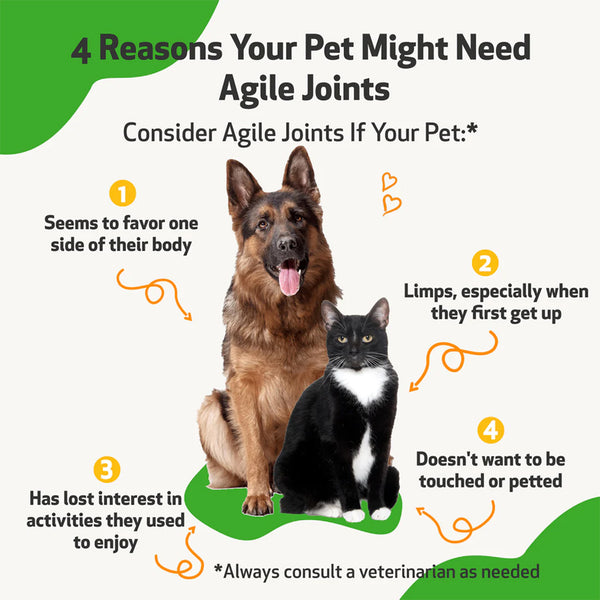 Reasons your pet might need agile joints