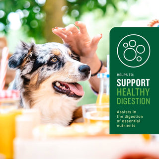 VetIQ Probiotic Soft Chew Supplement for Dogs (60 soft chews)