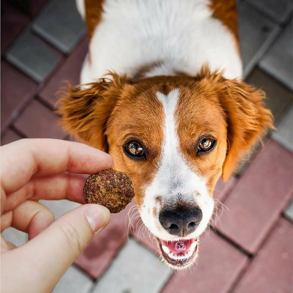 Owner feeding their dog a Cloud Star beef meatball bite