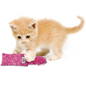 KONG Kickeroo Catnip Toy For Kittens